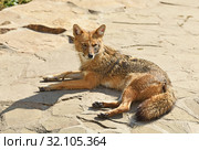 Golden jackal (Canis aureus) on rock. Стоковое фото, фотограф Валерия Попова / Фотобанк Лори