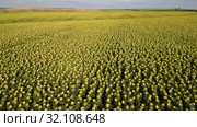 Поле спелых подсолнухов. Вид с воздуха. Field of ripe sunflowers. Aerial view. Стоковое фото, фотограф Евгений Романов / Фотобанк Лори