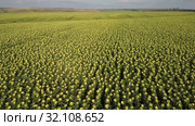 Поле спелых подсолнухов. Вид с воздуха. Field of ripe sunflowers. Aerial view. Стоковое видео, видеограф Евгений Романов / Фотобанк Лори