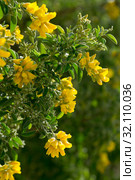 Yellow blooms of Teline osmariensis. Стоковое фото, фотограф Яков Филимонов / Фотобанк Лори