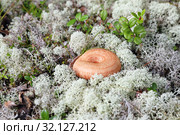 Волнушка розовая (Lactarius torminosus). Гриб среди ягеля, Ямало-Ненецкий автономный округ. Стоковое фото, фотограф Григорий Писоцкий / Фотобанк Лори