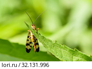 Скорпионница настоящая (Panorpa communis) сидит на листке летним днём. Стоковое фото, фотограф Игорь Низов / Фотобанк Лори