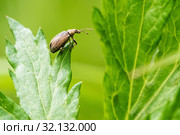 Долгоносик-слоник сосновый (Hylobius abietis) сидит среди травы. Стоковое фото, фотограф Игорь Низов / Фотобанк Лори