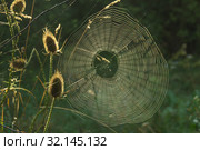 White round web. Стоковое фото, фотограф Щербанюк Иван Васильевич / Фотобанк Лори