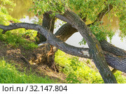 River bank with an old snag. Стоковое фото, фотограф Юрий Бизгаймер / Фотобанк Лори