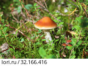 Паутинник слизистый (Cortinarius mucosus), Ямало-Ненецкий автономный округ. Стоковое фото, фотограф Григорий Писоцкий / Фотобанк Лори