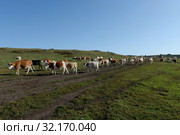Коровье стадо возвращается вечером с пастбища. Стоковое фото, фотограф Free Wind / Фотобанк Лори