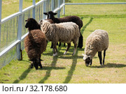 Овцы и баран пасутся на зеленой траве в загоне. Sheep and graze on the green grass in the paddock. Стоковое фото, фотограф Кузин Алексей / Фотобанк Лори