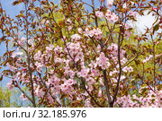 Цветущая сакура (ботаническое название - вишня мелкопильчатая, или prunus sargentii).  Аптекарский Огород (филиал ботанического сада МГУ), Москва. Стоковое фото, фотограф Сергей Рыбин / Фотобанк Лори