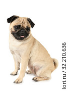 Adorable purebred pug dog sitting over white. Стоковое фото, фотограф Алексей Кузнецов / Фотобанк Лори