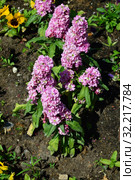 Левкой, или Маттиола Matthiola Pink Diamond. Стоковое фото, фотограф lana1501 / Фотобанк Лори