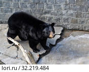 Барибал (Ursus americanus Pallas) ходит по открытой площадке в зоопарке. Стоковое фото, фотограф Ирина Борсученко / Фотобанк Лори