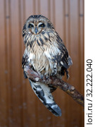 Ушастая сова (Asio otus) (2019 год). Редакционное фото, фотограф Free Wind / Фотобанк Лори