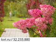 Гортензия метельчатая Ванилла Фрейз/ Ренни.Hydrangea paniculata 'Vanille Fraise' Стоковое фото, фотограф Наталия Кузнецова / Фотобанк Лори