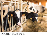 Cow chewing food on farm (2017 год). Редакционное фото, фотограф Татьяна Яцевич / Фотобанк Лори