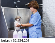 Woman washing havanese at grooming salon. Стоковое фото, фотограф Яков Филимонов / Фотобанк Лори
