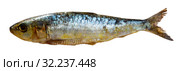 One salted sardine on wooden surface. Стоковое фото, фотограф Яков Филимонов / Фотобанк Лори