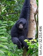 Сиаманг, черный меховой гиббон (Siamang, black furred Gibbon) Стоковое фото, фотограф Галина Савина / Фотобанк Лори