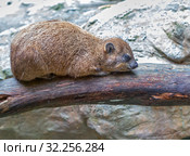 Животное Даман. Daman or Rock Hyrax. Стоковое фото, фотограф Галина Савина / Фотобанк Лори