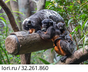 Краснобрюхий тамарин. White lipped / Red bellied tamarin. Стоковое фото, фотограф Галина Савина / Фотобанк Лори