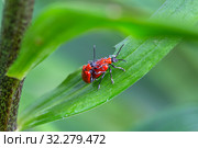 Лилейная трещалка (Lilioceris lilii) Scarlet lily beetle, Red lily beetle, Lily leaf beetle, Lily beetle (Lilioceris lilii), sits on a leaf. Стоковое фото, фотограф Ольга Сейфутдинова / Фотобанк Лори