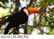 Toco toucan. Стоковое фото, фотограф Яков Филимонов / Фотобанк Лори