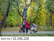 Мужчина трясет дерево, чтобы собрать яблоки. Москва. Редакционное фото, фотограф Ольга Зиновская / Фотобанк Лори