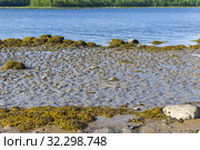 Холмики выбросов пескожилов (Arenicola marina) на литорали во время отлива. Берег Белого моря. Кандалакшский залив, Чупинская губа, остров Олений, Карелия, Россия, конец июня. Пескожил - популярная наживка при спортивной ловле трески. Стоковое фото, фотограф Сергей Рыбин / Фотобанк Лори