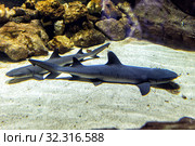 Акула черноперая рифовая (Carcharhinus melanopterus) Стоковое фото, фотограф Евгений Ткачёв / Фотобанк Лори