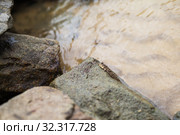 Silverlined mudskipper on a wet. Стоковое фото, фотограф EugeneSergeev / Фотобанк Лори