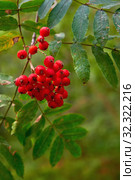 Beautiful rowan branch with red berries in the forest. Natural rowan berries. Стоковое фото, фотограф Artem Sobov / Фотобанк Лори