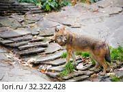 Обыкновенный  шакал (Golden Jackal) Стоковое фото, фотограф Галина Савина / Фотобанк Лори