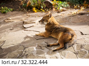 Обыкновенный  шакал (Golden Jackal) Стоковое фото, фотограф Галина Савина / Фотобанк Лори