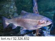 Радужная форель или микижа (Oncorhynchus mykiss) Стоковое фото, фотограф Татьяна Белова / Фотобанк Лори
