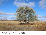 Лох узколистный (лат. Elaeagnus angustifolia), или лох восточный (Elaeagnus orientalis). Растение осенним днем в Кулундинской степи Алтайского края. Стоковое фото, фотограф Григорий Писоцкий / Фотобанк Лори