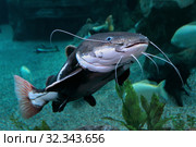Сом-плоскоголовик краснохвостый (Phractocephalus hemioliopterus) Стоковое фото, фотограф Татьяна Белова / Фотобанк Лори