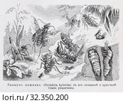 Скакунъ межняк (Сicindola hybrida) - рисунок из книги А. Брэма "Жизнь животных" 1896 г. Стоковая иллюстрация, иллюстратор Вера Смолянинова / Фотобанк Лори