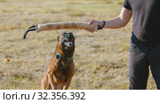 A man training his german shepherd dog - incite the dog on the grip bait - the dog jumps. Стоковое фото, фотограф Константин Шишкин / Фотобанк Лори