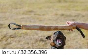 A man training his german shepherd dog - incite the dog on the grip bait - the dog jumps and about to bite. Стоковое фото, фотограф Константин Шишкин / Фотобанк Лори