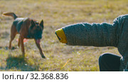 A man training his german shepherd dog - incite the dog on the sleeve of the protective jacket. Стоковое фото, фотограф Константин Шишкин / Фотобанк Лори