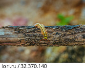 Yellow Caterpillar butterfly Myriapoda diplopoda arthropoda tracheata wild insect bug life. Стоковое фото, фотограф Aleksejs Bergmanis / Фотобанк Лори