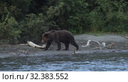 Wild terrible hungry Kamchatka brown bear (Ursus arctos piscator) walking along riverbank, looking around in search of food - red salmon. Стоковое видео, видеограф А. А. Пирагис / Фотобанк Лори