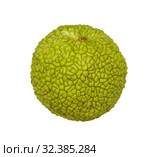 Маклюра оранжевая (лат. Maclura pomifera) — плод  деревьев семейства Тутовые (Moraceae) на белом фоне изолировано. Стоковое фото, фотограф Наталья Волкова / Фотобанк Лори