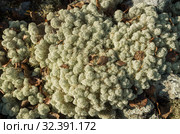 Лишайник кладония звёздчатая на камне. lichen Cladonia stellaris on the stone. Стоковое фото, фотограф Евгений Романов / Фотобанк Лори