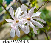 Два цветка звездчатой магнолии (Magnolia stellata (Siebold & Zucc.) Maxim.) крупным планом. Стоковое фото, фотограф Ирина Борсученко / Фотобанк Лори