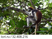 Zanzibar red colobus in Jozani forest. Tanzania, Africa (2019 год). Стоковое фото, фотограф Знаменский Олег / Фотобанк Лори