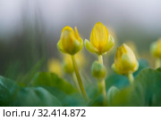 Ранняя весна. Стоковое фото, фотограф Игорь Пересвет / Фотобанк Лори