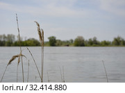 На Ахтубе. Стоковое фото, фотограф Игорь Пересвет / Фотобанк Лори