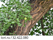 Плод гинкго двулопастного (Ginkgo biloba L.) на фоне ствола дерева. Стоковое фото, фотограф Ирина Борсученко / Фотобанк Лори