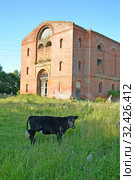 Черный теленок стоит на фоне кирхи Юргайтшена (1845 год). Поселок Канаш, Калининградская область (2019 год). Стоковое фото, фотограф Ирина Борсученко / Фотобанк Лори